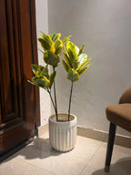 The Signature Architectural Ficus - 3.5ft