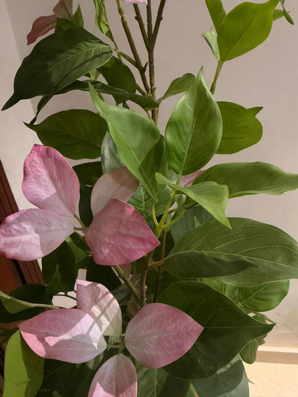 The Sovereign Estate Dogwood - 4ft