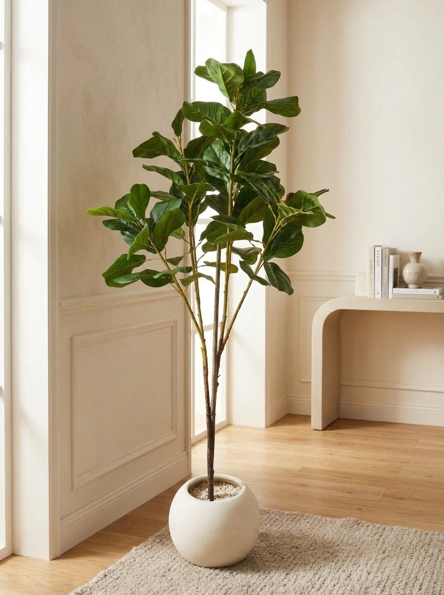 The Principal's Reserve Ficus Lyrata - 4ft