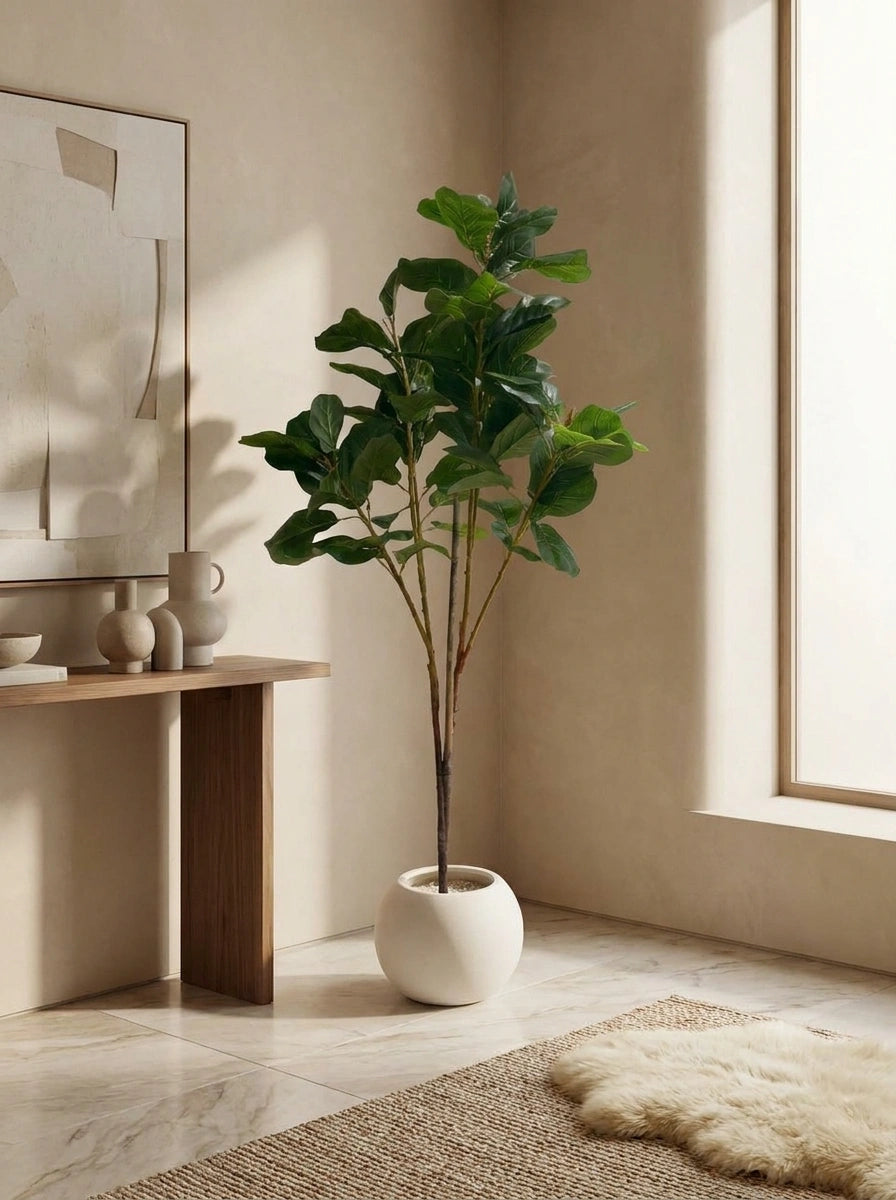 The Principal's Reserve Ficus Lyrata - 4ft