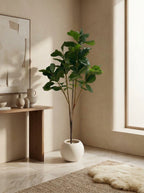 The Principal's Reserve Ficus Lyrata - 4ft