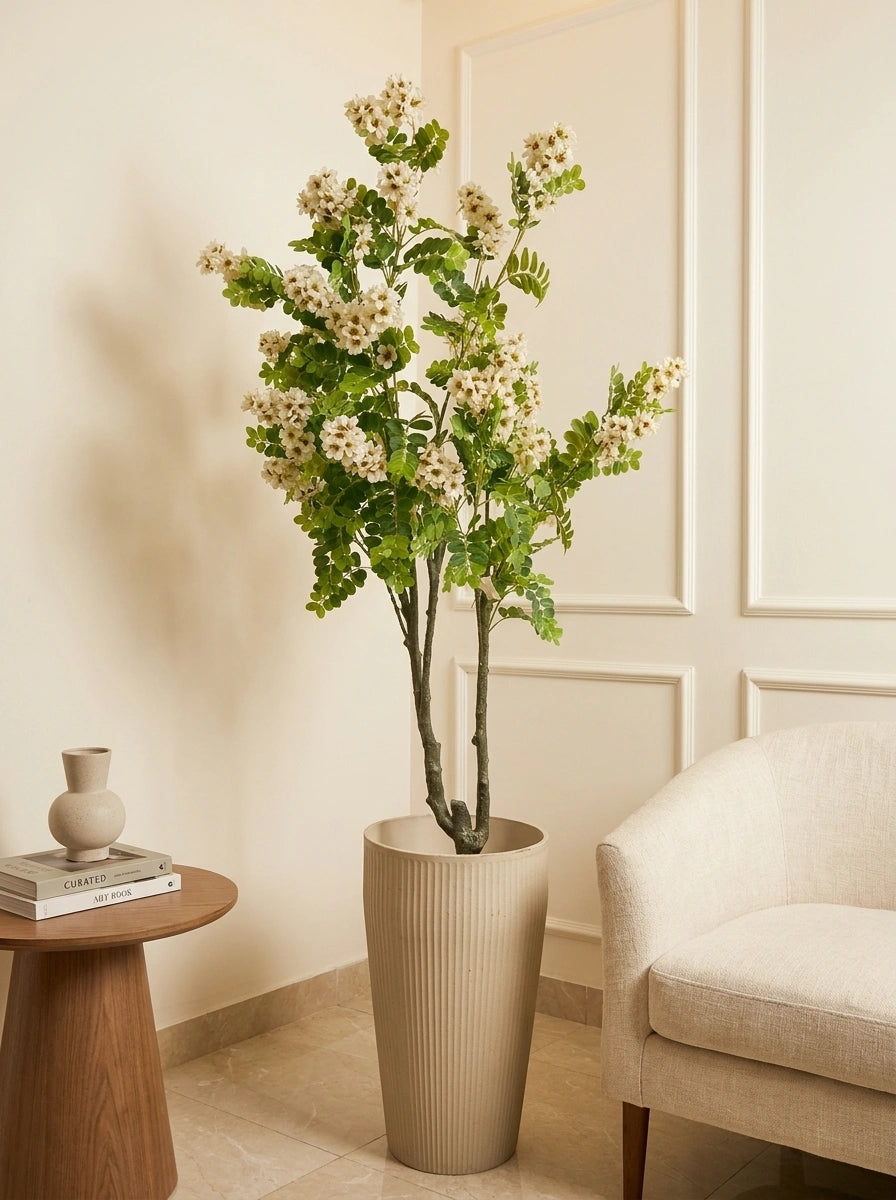 The Heritage Reserve White Acacia - 5.5ft