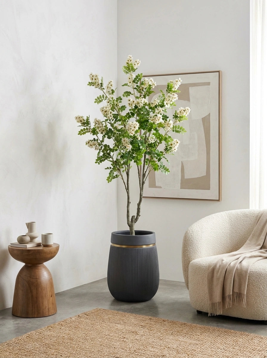 The Heritage Reserve White Acacia - 5.5ft