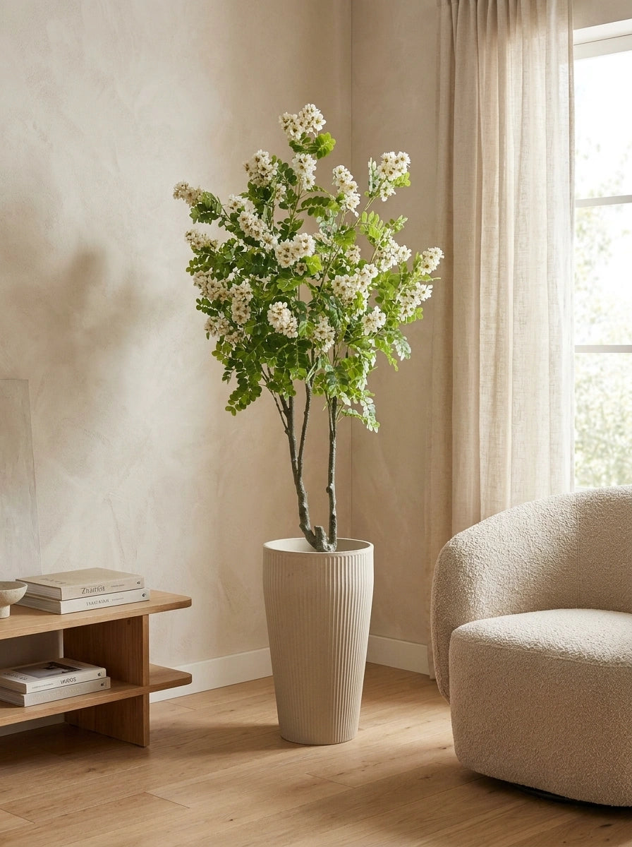 The Heritage Reserve White Acacia - 5.5ft