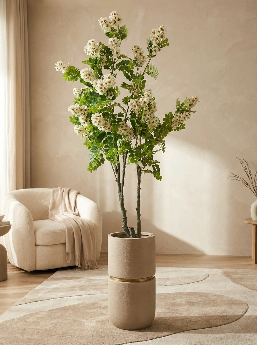 The Heritage Reserve White Acacia - 5.5ft