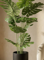The Apex Architectural Monstera - 5.5ft