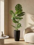 The Apex Architectural Monstera - 5.5ft