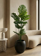 The Apex Architectural Monstera - 5.5ft