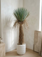 The Sonoran Reserve Yucca Rostrata