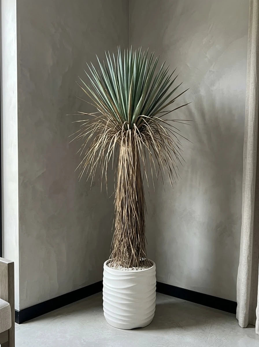The Sonoran Reserve Yucca Rostrata