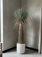 The Sonoran Reserve Yucca Rostrata