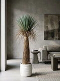 The Sonoran Reserve Yucca Rostrata