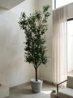 The Galleria Fastigiate Olive Tree - 12ft