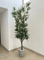 The Galleria Fastigiate Olive Tree - 12ft