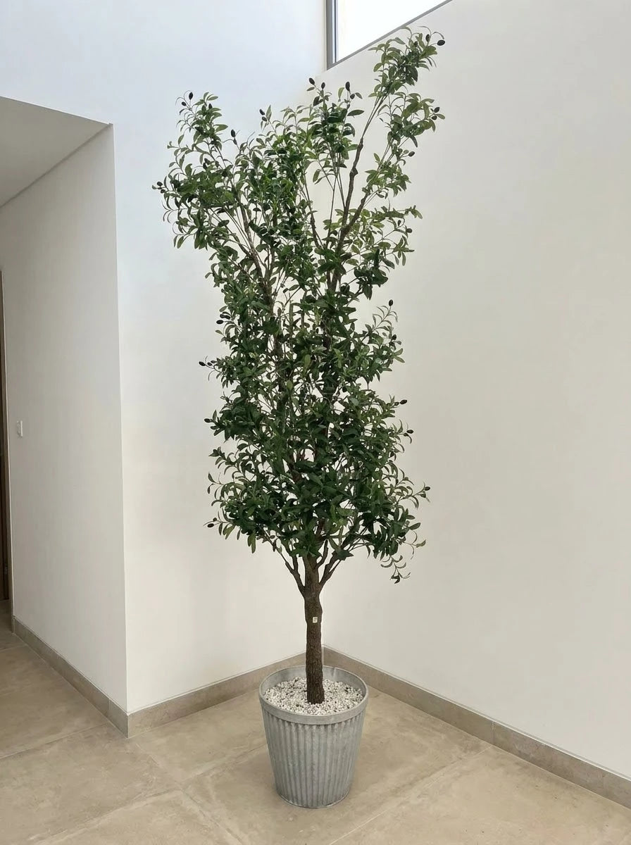 The Galleria Fastigiate Olive Tree - 12ft
