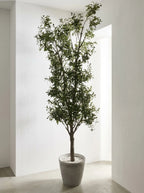 The Galleria Fastigiate Olive Tree - 12ft