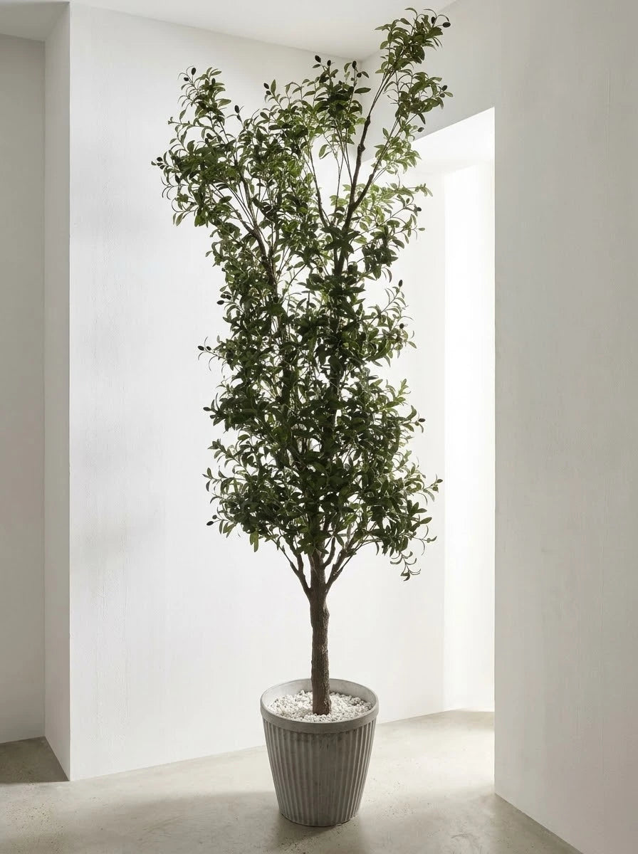 The Galleria Fastigiate Olive Tree - 12ft