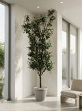 The Galleria Fastigiate Olive Tree - 12ft