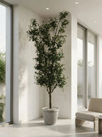 The Galleria Fastigiate Olive Tree - 12ft