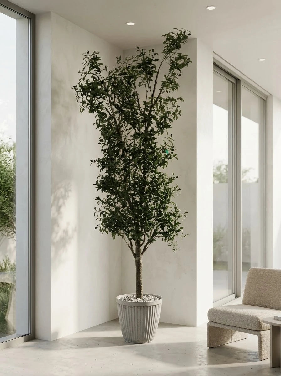 The Galleria Fastigiate Olive Tree - 12ft