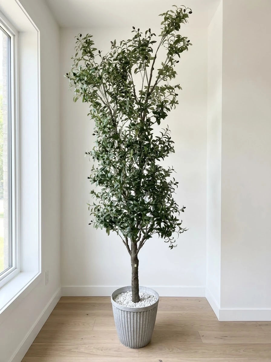 The Galleria Fastigiate Olive Tree - 12ft