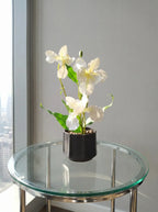 Ivory Grace Orchid
