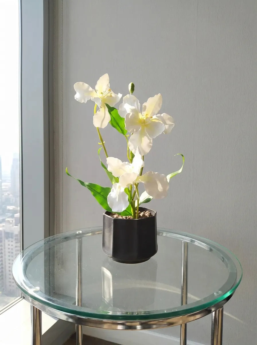Ivory Grace Orchid
