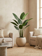 The Sovereign Ascension Strelitzia - 5ft
