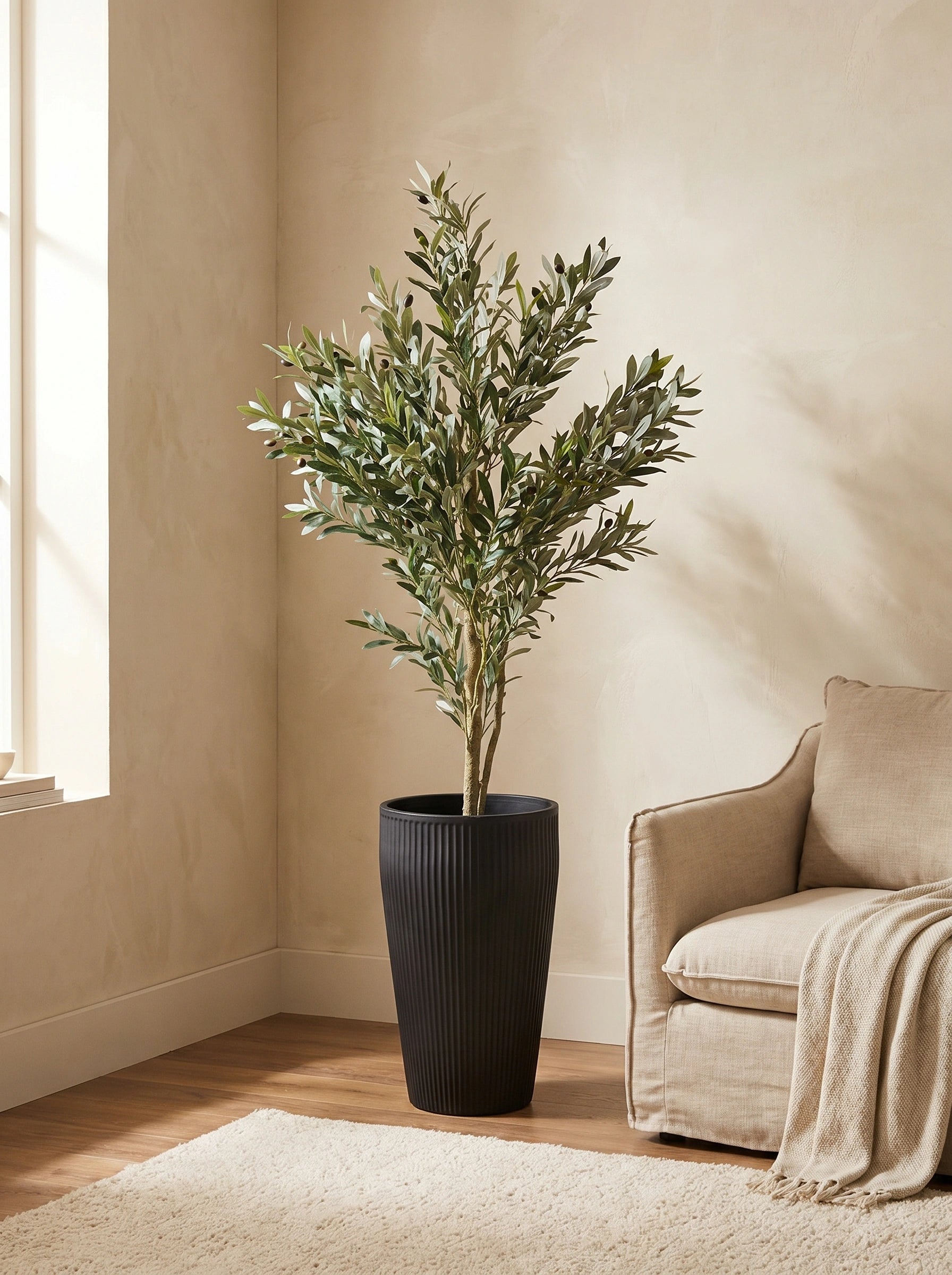 The Tuscan Reserve Olive Tree - 5.5ft