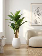 The Broadleaf Banana Tree - 5.5ft